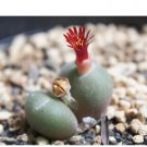 20Pcs a set C. maughanii stephanii hybrid Seed ProQgf