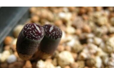 20Pcs a set C. MINIMUM WITTEBERGENSE RR.714 Seed ProQgf