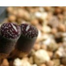 20Pcs a set C. MINIMUM WITTEBERGENSE RR.714 Seed ProQgf