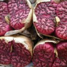 20Pcs a set C. Obcordellum SH 2079 Seed ProQgf