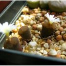 20Pcs a set C. pellucidum ssp. cupreatum meridianum Seed ProQgf