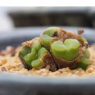 20Pcs a set c. phoeniceum umdaus Seed ProQgf