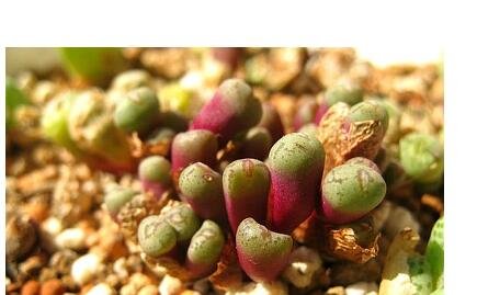 20Pcs a set c. Piluliforme advenum Seed ProQgf