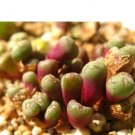 20Pcs a set c. Piluliforme advenum Seed ProQgf