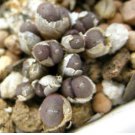 20Pcs a set C. Pubicalyx PAV Seed ProQgf