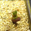 20Pcs a set c. reconditum ARM1266 Seed ProQgf