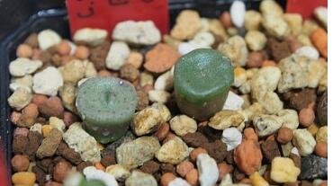 20Pcs a set C. Smaleorum R&Y1788 Seed ProQgf