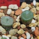20Pcs a set C. Smaleorum R&Y1788 Seed ProQgf