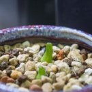 20Pcs a set c.achabense lav.27345 achab Seed ProQgf