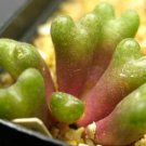 20Pcs a set c.carpianum Seed ProQgf