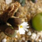 20Pcs a set c.Conophytum pellucidum ssp. cupreatum CR1036 Seed ProQgf