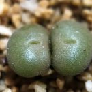 20Pcs a set C.depressum ssp.perdurans MG.1411.15 Seed ProQgf
