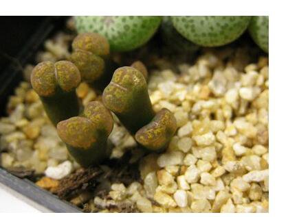 20Pcs a set c.ficiforme sh.457 Seed ProQgf