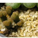 20Pcs a set c.ficiforme sh.457 Seed ProQgf