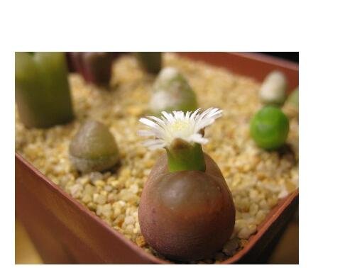 20Pcs a set c.maughanii nous-se Seed ProQgf