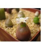 20Pcs a set c.maughanii nous-se Seed ProQgf