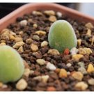 20Pcs a set c.muiria hortense Seed ProQgf