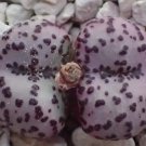 20Pcs a set C.obcordellum picturatum Seed ProQgf