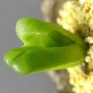 20Pcs a set c.Ophtalmophyllum Seed ProQgf