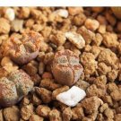 20Pcs a set c.pellucidum terricolor sh.1252 Seed ProQgf