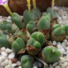 20Pcs a set CONOPHYTUM 1420.11-ficiforme fossulatum Seed ProQgf