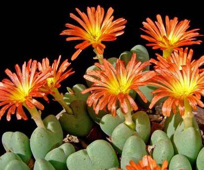 20Pcs a set Conophytum Adele Seed ProQgf