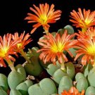 20Pcs a set Conophytum Adele Seed ProQgf