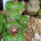 20Pcs a set CONOPHYTUM ANGELICAE PVB9479 Seed ProQgf