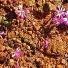 20Pcs a set Conophytum buysianum ssp. politum Seed ProQgf