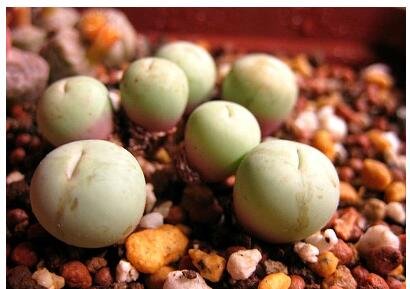 20Pcs a set Conophytum calculus ssp. vanzylii Seed ProQgf