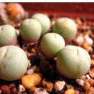 20Pcs a set Conophytum calculus ssp. vanzylii Seed ProQgf