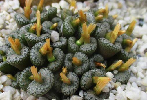 20Pcs a set conophytum comptonii TS489 Seed ProQgf
