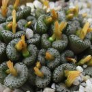 20Pcs a set conophytum comptonii TS489 Seed ProQgf