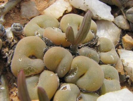 20Pcs a set Conophytum concavum Seed ProQgf