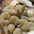 20Pcs a set Conophytum concavum Seed ProQgf