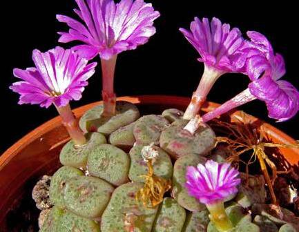 20Pcs a set Conophytum cubicum Purple Eye Seed ProQgf