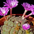 20Pcs a set Conophytum cubicum Purple Eye Seed ProQgf
