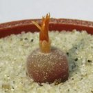 20Pcs a set conophytum depressum cr1563 Seed ProQgf