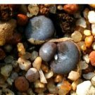 20Pcs a set Conophytum depressum ssp. perdurans SB.1612 Seed ProQgf