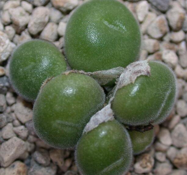 20Pcs a set Conophytum depressum subsp. depressum Seed ProQgf
