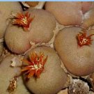 20Pcs a set Conophytum depressum ts 458 Seed ProQgf