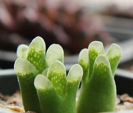 20Pcs a set conophytum devium sb1704 Seed ProQgf