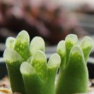 20Pcs a set conophytum devium sb1704 Seed ProQgf