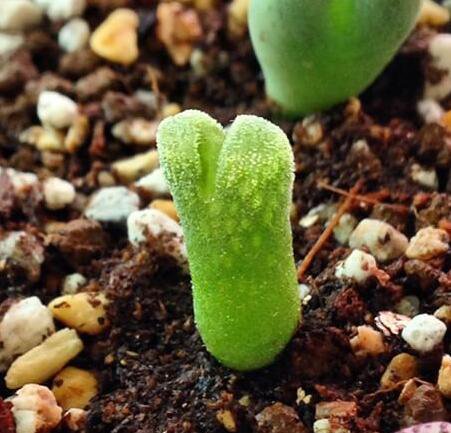 20Pcs a set conophytum devium stiriiferum cr1340 Seed ProQgf