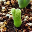 20Pcs a set conophytum devium stiriiferum cr1340 Seed ProQgf
