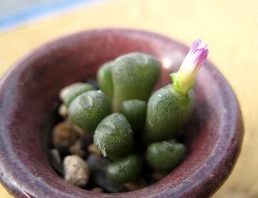 20Pcs a set Conophytum ectypum limbatum SB1806 Seed ProQgf