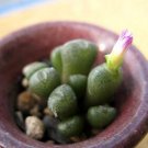 20Pcs a set Conophytum ectypum limbatum SB1806 Seed ProQgf