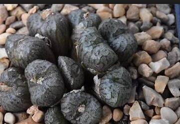 20Pcs a set Conophytum ectypum ssp brownii CR1362 Seed ProQgf