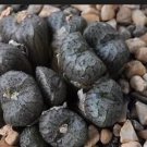 20Pcs a set Conophytum ectypum ssp brownii CR1362 Seed ProQgf