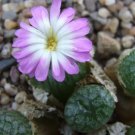 20Pcs a set Conophytum ectypum v. brownii Seed ProQgf